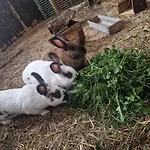 Lägenhet Schilz Ii - Urlaub Auf Dem Bauernhof