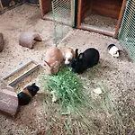 Schilz Ii - Urlaub Auf Dem Bauernhof Lägenhet Plütscheid