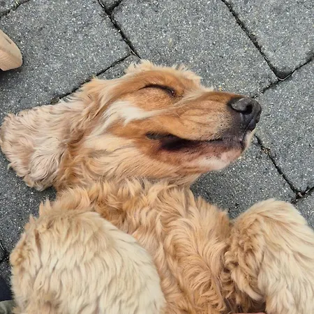 Schilz Ii - Urlaub Auf Dem Bauernhof Plutscheid