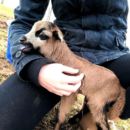 Apartment Schilz Ii - Urlaub Auf Dem Bauernhof *