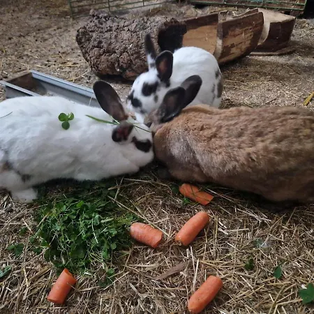 Schilz Ii - Urlaub Auf Dem Bauernhof Apartment