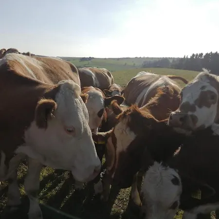Schilz Ii - Urlaub Auf Dem Bauernhof Apartment Plutscheid