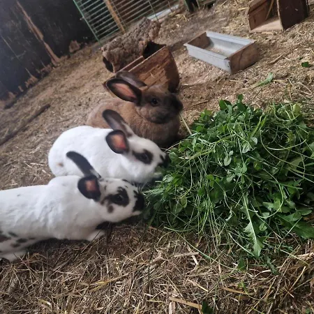 Apartment Schilz Ii - Urlaub Auf Dem Bauernhof