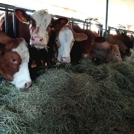 Schilz Ii - Urlaub Auf Dem Bauernhof