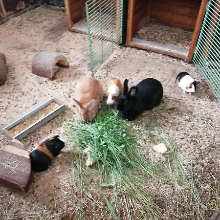 Schilz Ii - Urlaub Auf Dem Bauernhof Lejlighed Plütscheid