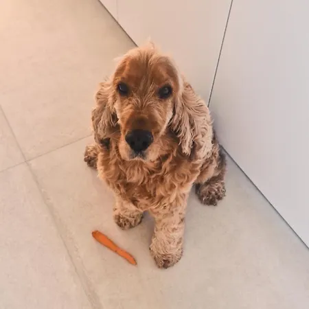 Schilz Ii - Urlaub Auf Dem Bauernhof * Plutscheid