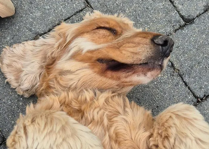 Schilz Ii - Urlaub Auf Dem Bauernhof Plütscheid