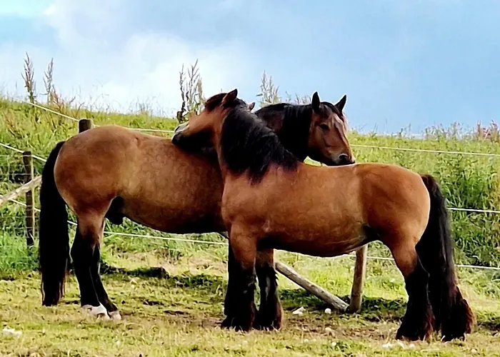 Schilz Ii - Urlaub Auf Dem Bauernhof Appartement *