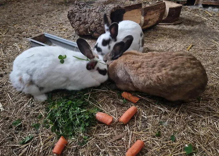 Schilz Ii - Urlaub Auf Dem Bauernhof Appartement