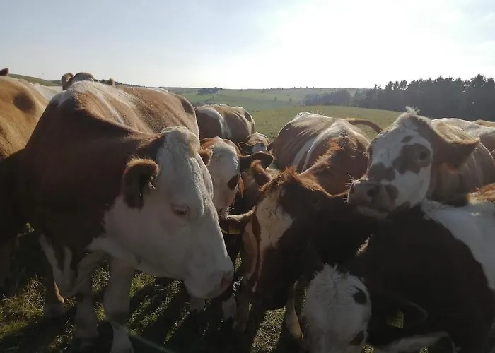 Schilz Ii - Urlaub Auf Dem Bauernhof Appartement Plütscheid