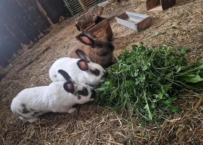 Appartement Schilz Ii - Urlaub Auf Dem Bauernhof