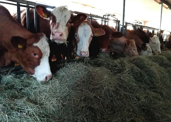 Schilz Ii - Urlaub Auf Dem Bauernhof