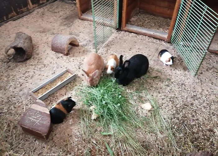 Schilz Ii - Urlaub Auf Dem Bauernhof Appartement Plütscheid