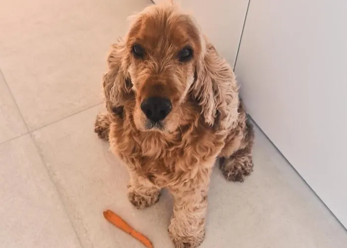 Schilz Ii - Urlaub Auf Dem Bauernhof * Plütscheid